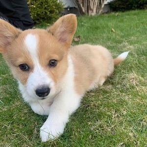 Meet your Posher, Leslie